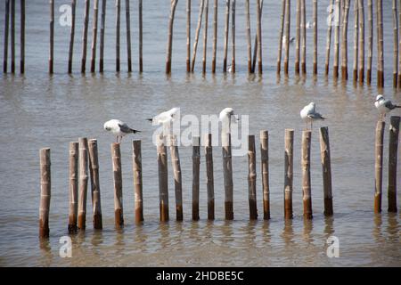 Migration saisonnière régulière des oiseaux de mer au centre de loisirs de Bangpu, dans la baie de bangkok, pour les personnes thaïes et les voyageurs étrangers Banque D'Images