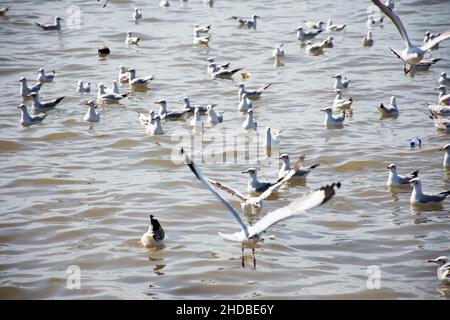 Migration saisonnière régulière des oiseaux de mer au centre de loisirs de Bangpu, dans la baie de bangkok, pour les personnes thaïes et les voyageurs étrangers Banque D'Images