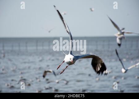 Migration saisonnière régulière des oiseaux de mer au centre de loisirs de Bangpu, dans la baie de bangkok, pour les personnes thaïes et les voyageurs étrangers Banque D'Images