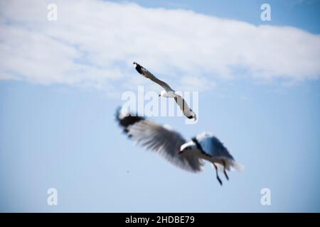 Migration saisonnière régulière des oiseaux de mer au centre de loisirs de Bangpu, dans la baie de bangkok, pour les personnes thaïes et les voyageurs étrangers Banque D'Images