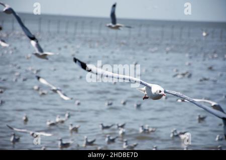 Migration saisonnière régulière des oiseaux de mer au centre de loisirs de Bangpu, dans la baie de bangkok, pour les personnes thaïes et les voyageurs étrangers Banque D'Images