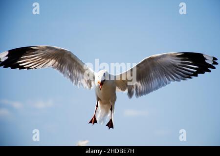 Migration saisonnière régulière des oiseaux de mer au centre de loisirs de Bangpu, dans la baie de bangkok, pour les personnes thaïes et les voyageurs étrangers Banque D'Images