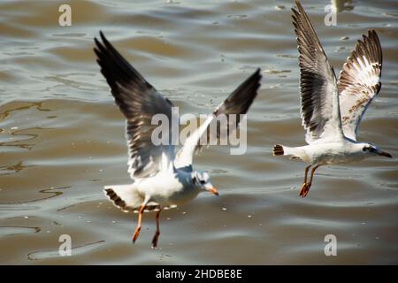 Migration saisonnière régulière des oiseaux de mer au centre de loisirs de Bangpu, dans la baie de bangkok, pour les personnes thaïes et les voyageurs étrangers Banque D'Images