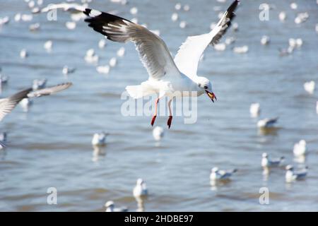 Migration saisonnière régulière des oiseaux de mer au centre de loisirs de Bangpu, dans la baie de bangkok, pour les personnes thaïes et les voyageurs étrangers Banque D'Images