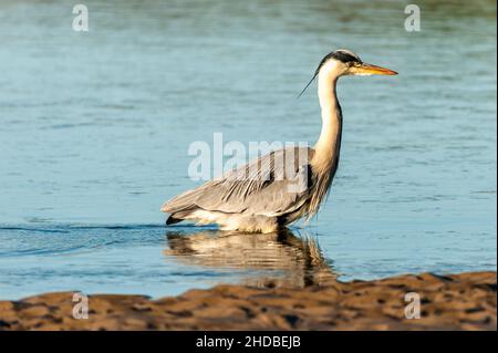 Rosscarbery, West Cork, Irlande.5th janvier 2022.Lors d'un hiver ensoleillé mais froid, un héron gris attend son prochain repas de poisson.Met Eireann prévoit des températures inférieures à zéro pour les prochains jours sur l'île d'Irlande.Crédit : AG News/Alay Live News Banque D'Images