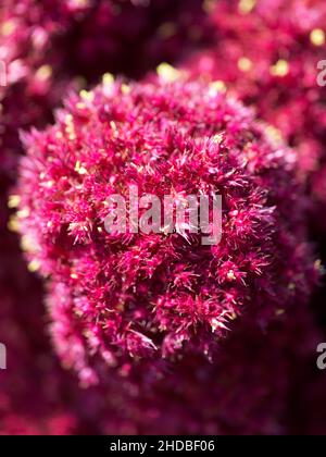 Fleur d'amaranthe rouge, macro image.Plante cramoisi. Banque D'Images