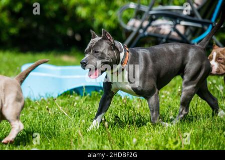 Chien d'Amérique bringé bleu vif Staffordshire Terrier ou AmStaff In bougez dans la nature Banque D'Images