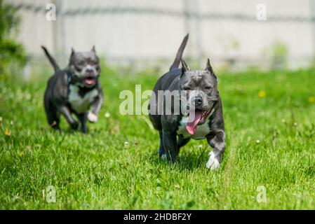 Chien d'Amérique bringé bleu vif Staffordshire Terrier ou AmStaff In bougez dans la nature Banque D'Images