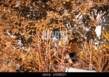 Chat noir et blanc peering dans des feuilles orange.Portrait d'animal, automne, halloween, orange, automne,cat. Banque D'Images