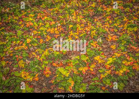 Feuilles de fraises multicolores dans le lit du jardin dans le jardin d'automne Banque D'Images