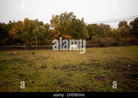 Vue de deux vaches marchant et paître sur un pré vert avec des buissons Banque D'Images
