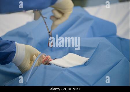 Offenbach am main, Allemagne.05th janvier 2022.Un médecin place un IV dans un patient de l'unité de soins intensifs pour les patients Corona du Sana Klinikum Offenbach afin de libérer l'air de la poitrine du patient afin que les poumons puissent fonctionner à nouveau correctement.Pour le moment, tous les lits sauf deux dans l'unité de soins intensifs corona sont occupés.Cependant, le nombre d'infections de corona dans la région Rhin-main est à nouveau en hausse.Credit: Sebastian Gollnow/dpa/Alay Live News Banque D'Images