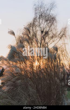 Photo verticale de fleurs sèches au coucher du soleil en automne Banque D'Images