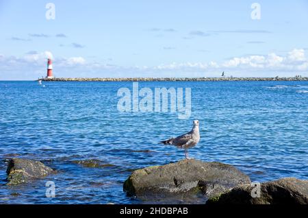 Mouette sur une pierre et vue sur la taupe orientale avec phare à Rostock-Warnemünde, Mecklembourg-Poméranie occidentale, Allemagne. Banque D'Images