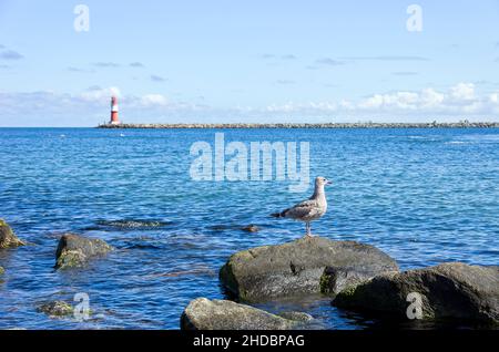 Mouette sur une pierre et vue sur la taupe orientale avec phare à Rostock-Warnemünde, Mecklembourg-Poméranie occidentale, Allemagne. Banque D'Images