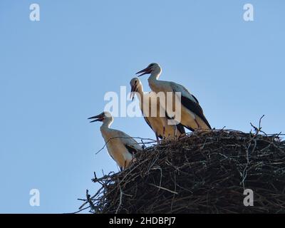 Trois cigognes blanches dans le nid sur une cheminée dans le Brandebourg.Chaque année, les parents viennent ici au printemps pour se reproduire. Banque D'Images