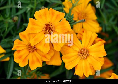 gros plan sur le bouquet de fleurs de marigold orange avec des feuilles dans le jardin sur fond vert hors foyer. Banque D'Images