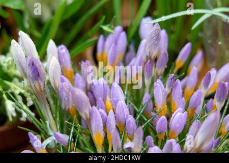 Crocus Fire Fly fleurit dans le jardin au printemps Banque D'Images