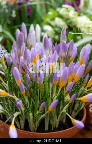 Crocus Fire Fly fleurit dans le jardin au printemps Banque D'Images