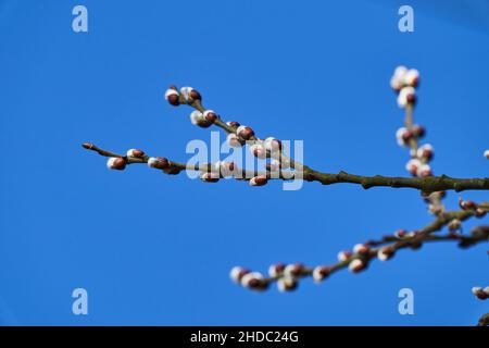 Les saules, aussi les arceaux et les osiers, du genre Salix, sont des arbres à feuilles vertes que l'on trouve surtout dans les régions humides Banque D'Images