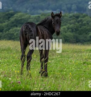 Jeune poney Banque D'Images