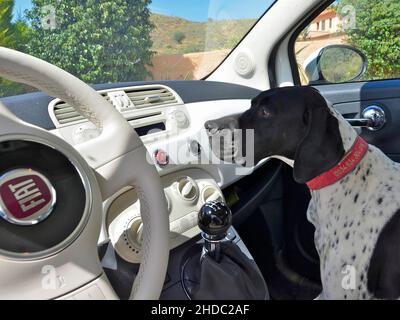 Pointeur anglais noir et blanc assis sur le siège passager dans une voiture blanche Banque D'Images