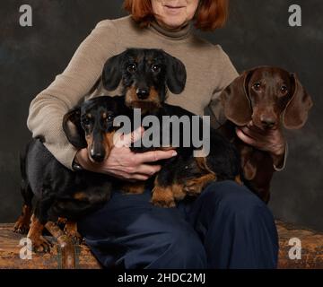 Trois dachshunds de différents types s'assoient sur les genoux de leur maîtresse Banque D'Images