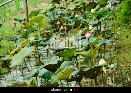 Des fleurs de lotus dans une ferme à Phuket Banque D'Images