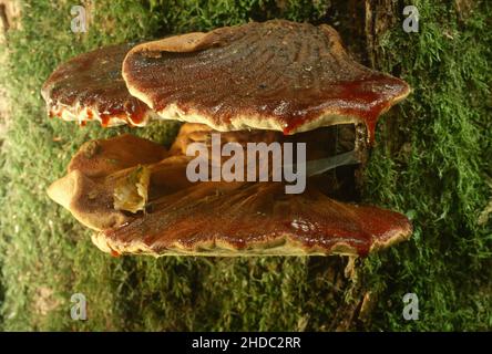 Le champignon du beefsteak (Fistulina hepatica), le champignon du foie, la langue du boeuf, le champignon de l'arbre pousse sur le tronc d'un chêne, Rhénanie-du-Nord-Westphalie, Allemagne Banque D'Images