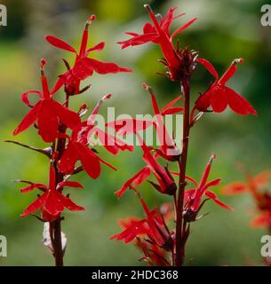 Cardinal lobélie, Lobelia cardinalis, Lobelia fulgens - Banque D'Images