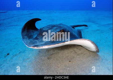 Roughtail Stingray (Dasyatis centroura) nageant au-dessus des fonds marins sablonneux, Atlantique est, Ténérife, Îles Canaries, Espagne Banque D'Images