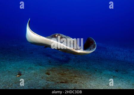 Roughtail Stingray (Dasyatis centroura) nageant vers le spectateur, Atlantique est, Ténérife, îles Canaries, Espagne Banque D'Images