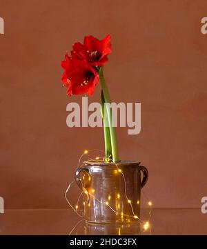 Blossing Hippeastrum dans un pot, studio tourné, Bavière, Allemagne, Europe Banque D'Images