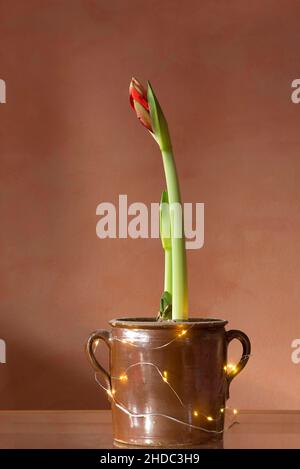 Blossing Hippeastrum dans un pot, studio tourné, Bavière, Allemagne, Europe Banque D'Images