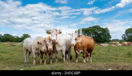 Vaches dans le champ, Werder, Brandebourg, Allemagne Banque D'Images