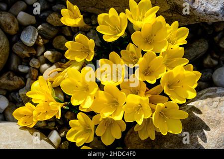 Gros plan de nombreuses fleurs de source de crocus jaune vif en pleine fleur dans un jardin dans un jour ensoleillé, magnifique extérieur floral fond photographié avec ainsi Banque D'Images