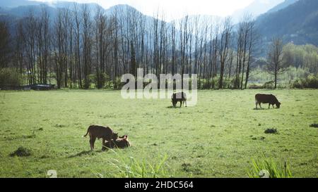 Pâturage des vaches dans le pays italien.La région est la Garfagnana, connue pour la faune, la nature et la bonne nourriture. Banque D'Images