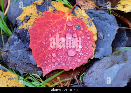 Aspen (Populus tremula), peuplier faux-tremble, feuilles d'automne avec gouttes de pluie, Rhénanie-du-Nord-Westphalie, Allemagne Banque D'Images