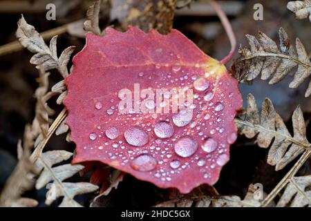 Aspen (Populus tremula), peuplier faux-tremble, feuilles d'automne avec gouttes de pluie, Rhénanie-du-Nord-Westphalie, Allemagne Banque D'Images