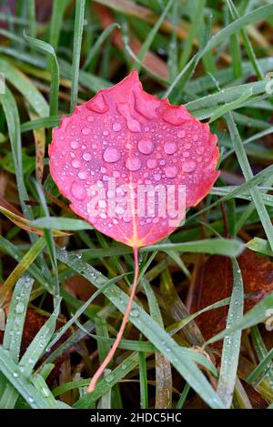 Aspen (Populus tremula), peuplier faux-tremble, feuilles d'automne avec gouttes de pluie, Rhénanie-du-Nord-Westphalie, Allemagne Banque D'Images