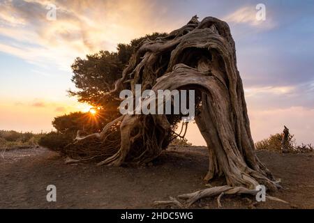 Arbre de genévrier, au coucher du soleil, El Sabinar, El Hierro, îles Canaries,Espagne, Europe Banque D'Images