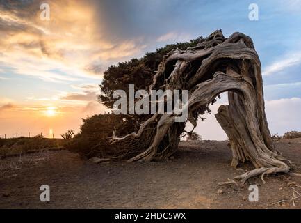 Arbre de genévrier, au coucher du soleil, El Sabinar, El Hierro, îles Canaries,Espagne, Europe Banque D'Images