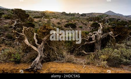 Arbre de genévrier, au coucher du soleil, El Sabinar, El Hierro, îles Canaries,Espagne, Europe Banque D'Images