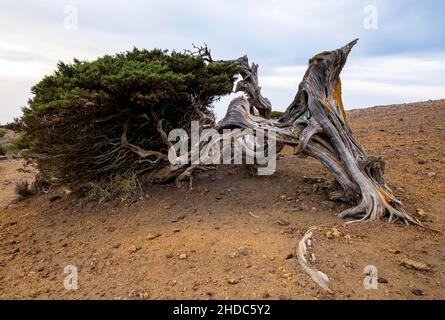 Arbre de genévrier, au coucher du soleil, El Sabinar, El Hierro, îles Canaries,Espagne, Europe Banque D'Images