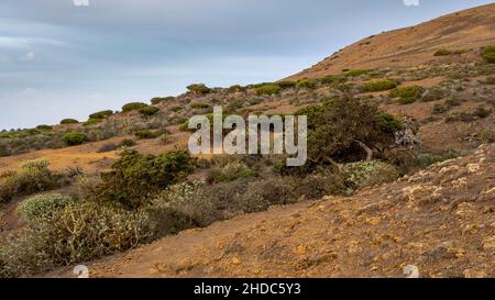 Genévriers au coucher du soleil, El Sabinar, El Hierro, îles Canaries, Espagne,Europe Banque D'Images