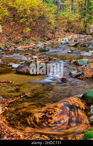 Vallée de l'Ilse d'automne dans les montagnes du Harz, ruisseau de montagne, Ilsenburg, Saxe-Anhalt, Allemagne,Europe Banque D'Images