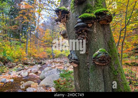 Vallée de l'Ilse d'automne dans les montagnes du Harz, ruisseau de montagne, Ilsenburg, Saxe-Anhalt, Allemagne,Europe Banque D'Images