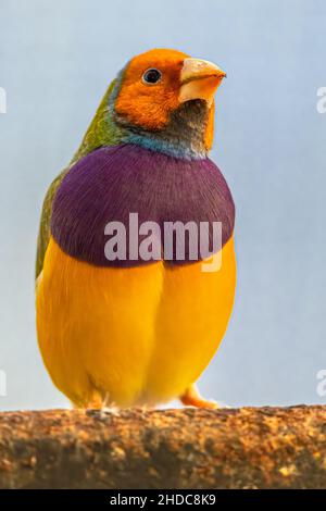 Portrait d'un Finch Gouldien (Chloebia gouldiae) Banque D'Images