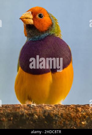 Portrait d'un Finch Gouldien (Chloebia gouldiae) Banque D'Images