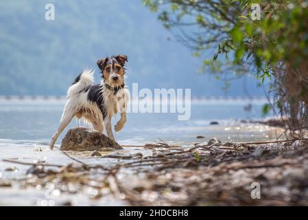 Portrait de Russell Terrier au bord d'un lac.Le chien se tient sur trois pieds à moitié dans l'eau et soulève une patte avant.En arrière-plan est le lac Banque D'Images